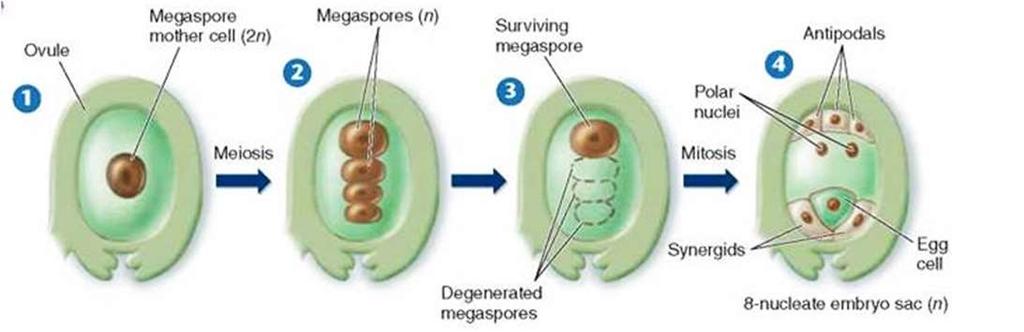 szekunder embriózsák (női előtelep) jön létre.