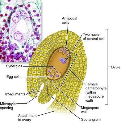 levő sejtek az ellenlábas sejtek. Középen a két sejtből összeolvadt központi sejt van.
