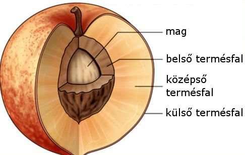 egyszerű fürt, akác, (A) 2. sátor, keresztes virágúak (káposztafélék),(b) 3. ernyő, borostyán,(d) 4. fejecske, lóhere,(e) 5. füzér, útifű,(f) 6. torzsa, pálmák,(g) 7. barka, dió, (H) 8.