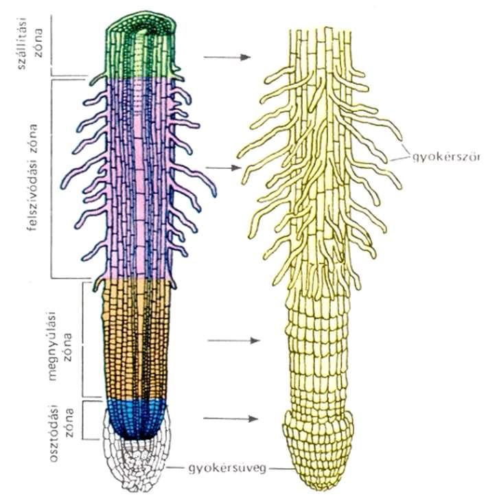 Felszívási zóna Gyökérszőrök jellemzik.