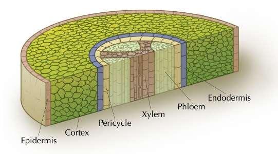 felé. A gyökér keresztmetszete Három szövettájat különböztethetünk meg: a csúcs mögött néhány