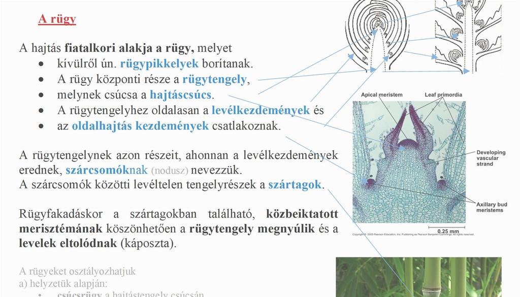 szárcsomóknak (nodusz) nevezzük.