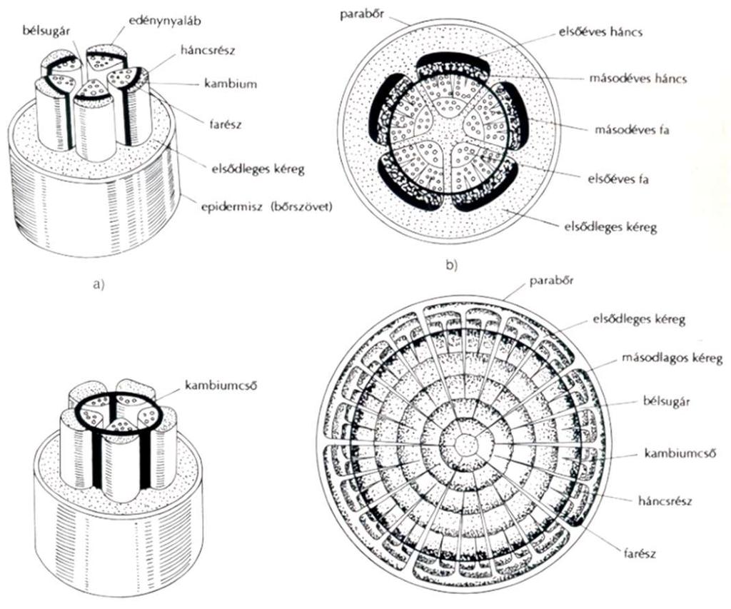 A szár felépítése, keresztmetszete A fiatal még lágy szár, akárcsak a gyökér, keresztmetszetét vizsgálva, 3 szövettájra tagolódik. 1.