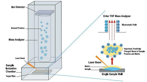 MALDI-TOF