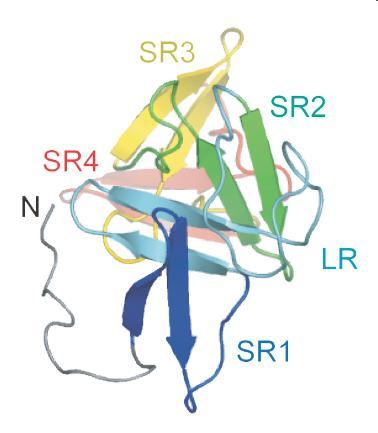 Cytotoxin B toxin tcdb gén kódolja binary