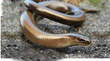 Pannongyík (Ablepharus kitaibelii fitzingeri) Lábatlangyík (Anguis fragilis, A. colchicus) A pannongyík egyike hazánk legkevésbé ismert hüllőinek.