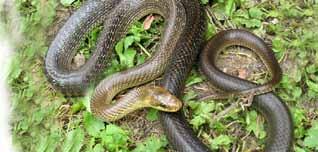 Erdei sikló (Zamenis longissimus) Rézsikló (Coronella austriaca) Nagy testű, impozáns sikló, amellyel kis szerencsével összeakadhatunk a Pilis és a Visegrádi-hegység területén.