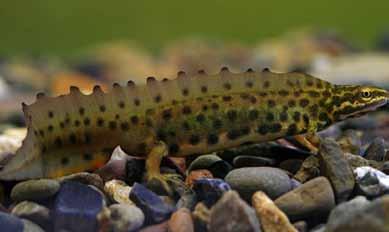Foltos szalamandra (Salamandra salamandra) Pettyes gőte (Lissotriton vulgaris) Hazánk összetéveszthetetlen farkos kétéltűje. 20 cm-es fekete testét citrom- vagy narancssárga foltok tarkítják.