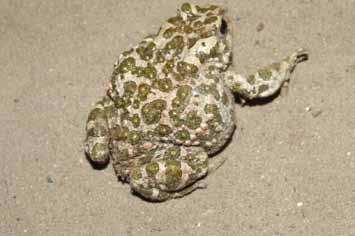 Barna varangy (Bufo bufo) Zöld varangy (Bufotes viridis) A varangyokat rücskös, szemölcsös, száraz tapintású bőrükről könnyű felismerni.