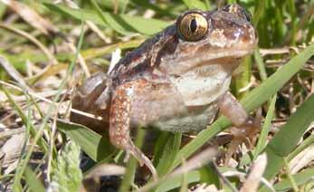 Zöld levelibéka (Hyla arborea) Barna ásóbéka (Pelobates fuscus) Fajgazdag család egyetlen hazai képviselője ez az általában közkedvelt, szép kétéltű.