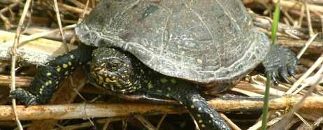 KECSKEBÉKA CSOPORT (Pelophylax esculentus komplex) Mocsári teknős (Emys orbicularis) Magyarország leggyakoribb békacsoportja, mely három, a laikusok számára nehezen elkülöníthető fajt foglal magába.