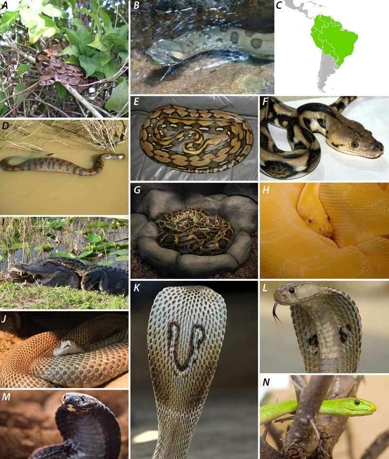 közönséges óriáskígyó (A), anakonda (B, D) és elterjedési
