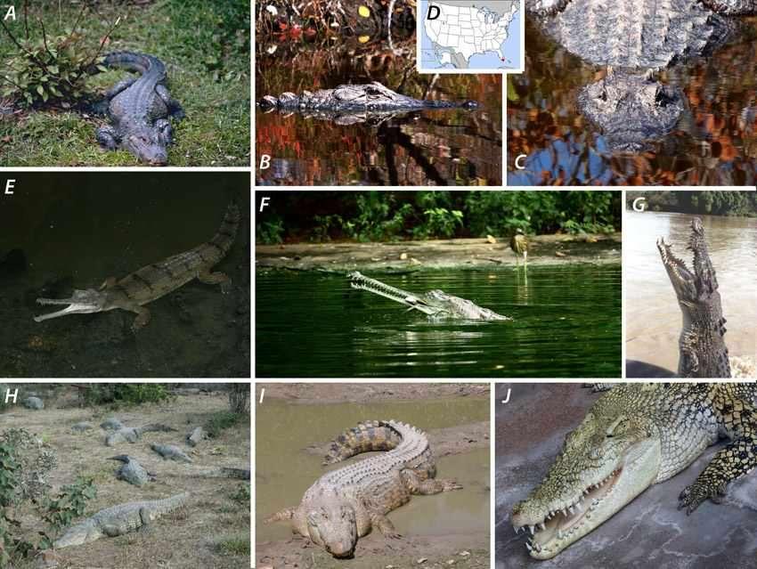 Krokodilok Alligátorok és krokodilfélék: kínai aligátor (A), csukaorrú aligátor (B, C) és az Everglades