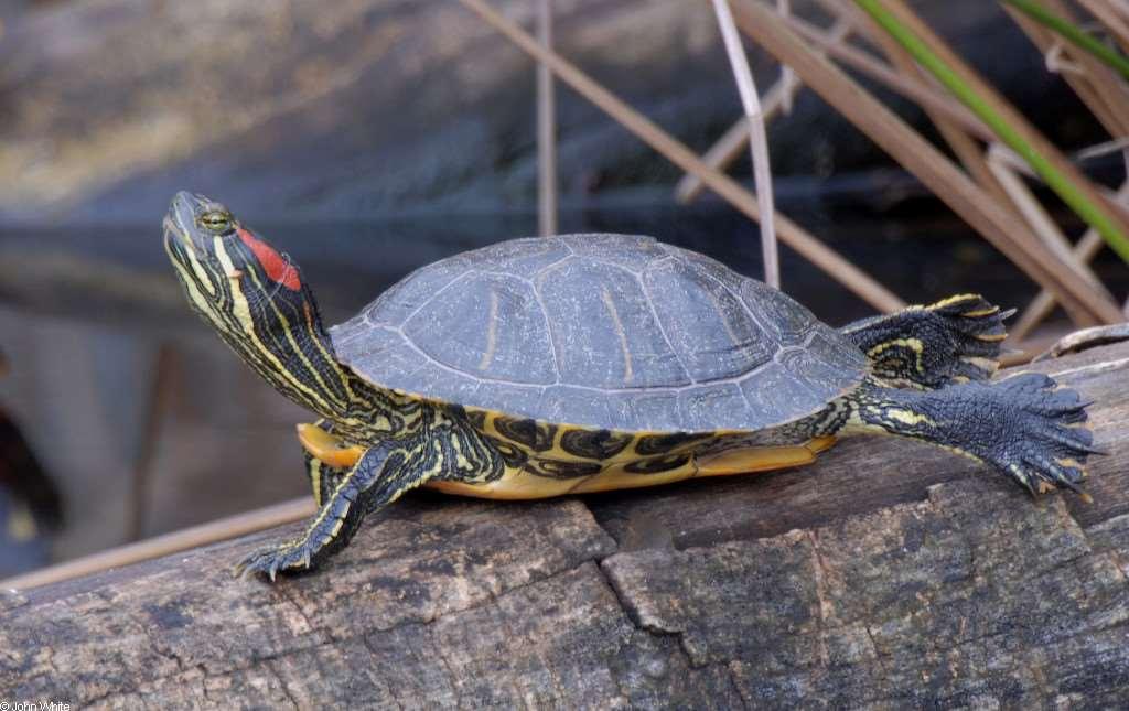 Krokodilok Sok előremutató jelleg: