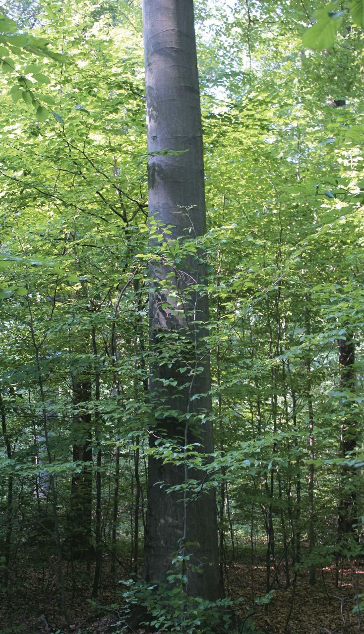 A folyamatos erdõborítást biztosító erdõgazdálkodás jelentése és bevezetése a hazai erdészet egyik legvitatottabb témájává vált az elmúlt években.