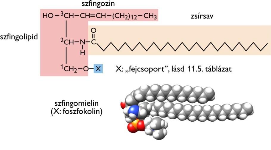 Glicerofoszfolipidek Foszfolipide k Foszfát tartalmú szfingolipidek etanolamin foszfatidiletanolamin kolin foszfatidil-kolin szerin foszfatidil szerin inozit foszfatidil-inizitol Olyan