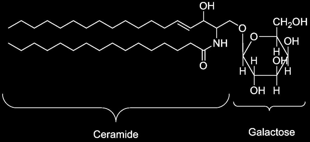 Glikolipidek Aszimetrikus elrendeződésűek, minden esetben a sejtmembrán külső felszínén vannak (external coat) A glicerolhoz a zsírsavakon kívül cukor komponensek kapcsolódnak