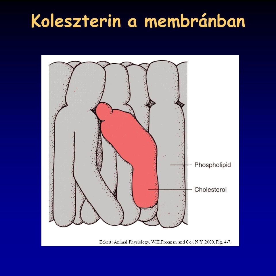 A szteránváz a hozzá kapcsolódó szénhidrogén lánccal hidrofób, a zsírsavláncok között