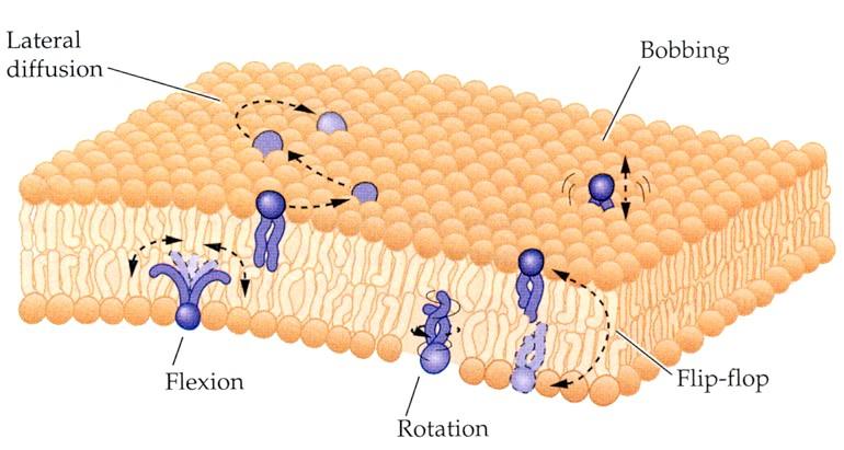 Lipidek mozgása A foszfolipidek gyorsan mozognak a membrán síkján belül (laterális diffúzió), de igen