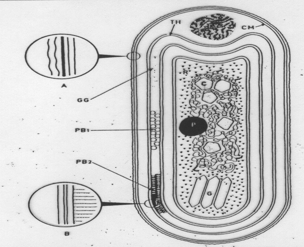 (sejtorganellumokra) tagolódik. Az azonos funkciójú terek, az azonos sejtszervecskék összessége kompartimentumot alkot.