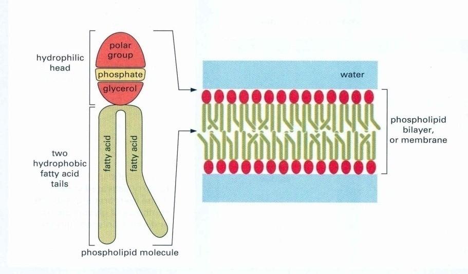 A hőmérséklet és a membránok I. Az in vitro víz foszfolipid rendszerek az ábrán látható elrendeződést mutathatják.