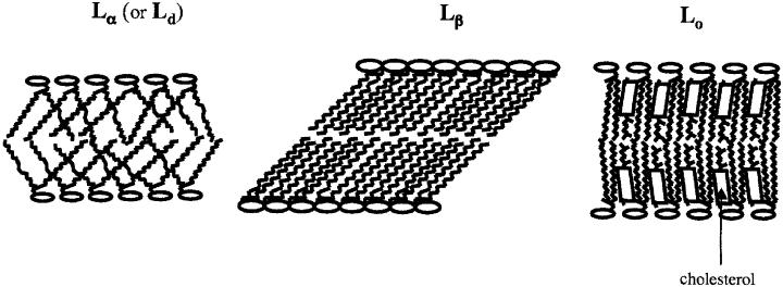 A FOLYADÉKKRISTÁLYOS állapoton belül elkülönül 2 fázisállapot Ld (liquid disordered) Alacsony Tm-ű lipidek Lo (liquid ordered) Magas Tm-ű lipidek és a koleszterin Telített, elnyújtott