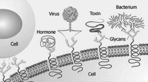 Sejtfelszíni cukrok szerepe Sejt-sejt Sejt-hormon