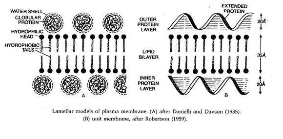 A Davson-Danielli