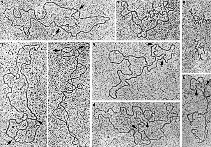 Mozgékonyak, képesek alakjukat változtatni mtdns: magas mutációs ráta, kis méretű cirkuláris, több kópiában fordul elő Osztódás hasadással Legtöbb mitokondriális fehérje