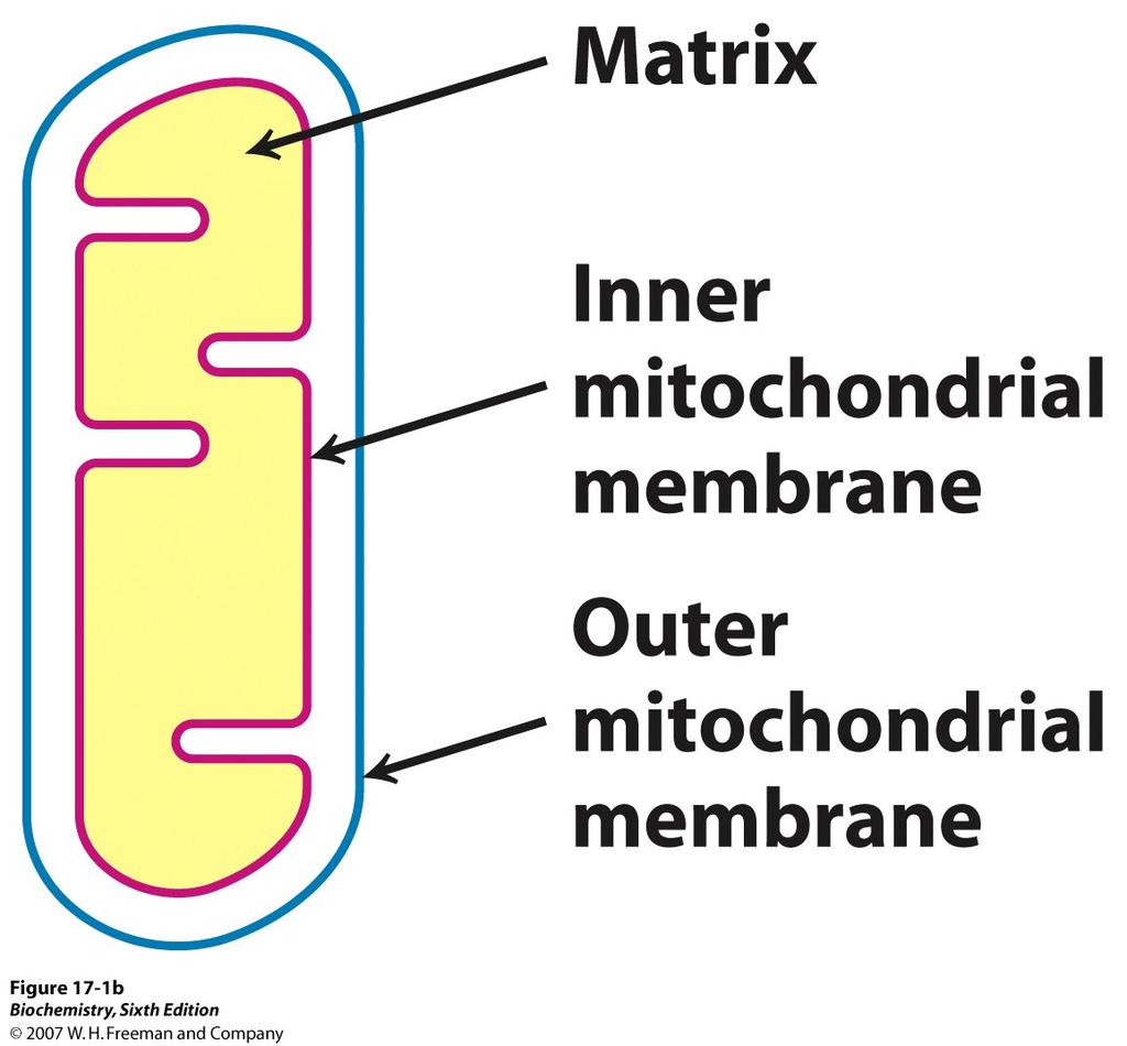 A mitokondriumok II.