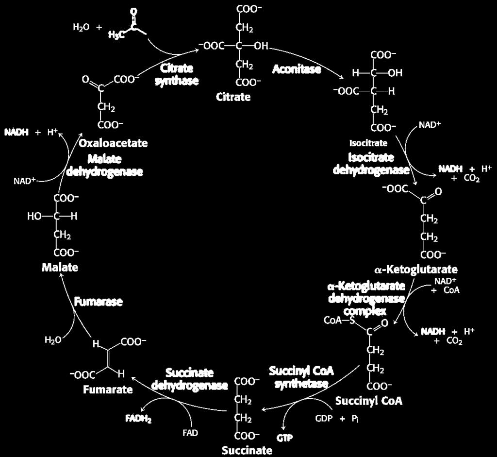A citrát (Szent-Györgyi-Krebs) ciklus