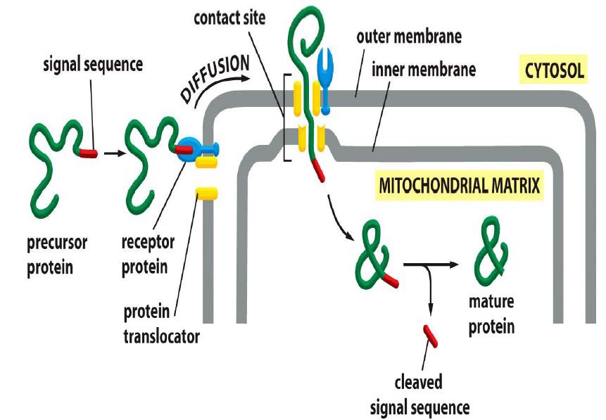 Mitokondriális fehérjeimport Legtöbb mitokondriális fehérje a citoplazmában szintetizálódik Ezek a fehérjék mitokondriális lokalizációs szignállal (20-80 aminosav