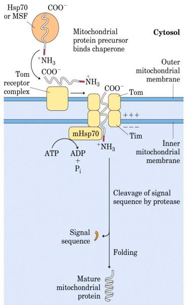 Mitokondriális fehérjetranszport TOM: translocon outer membrane TIM: translocon inner membrane Chaperonok (Hsp=hősokk proteinek).