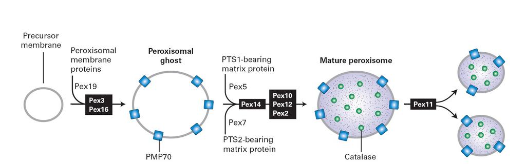 A peroxiszóma membrán körülveszi az üres peroxiszóma mátrixot Peroxiszóma membránfehérjéi beépülnek a
