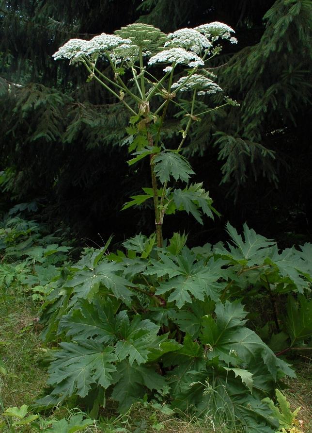 vimineum Pennisetum setaceum természetes környezetben megtelepedett, közepesen gyakori természetes környezetben