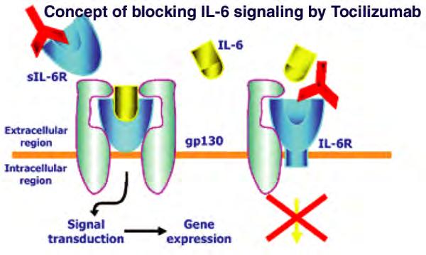 IL-6 jelátvitel SOCS: suppressors of