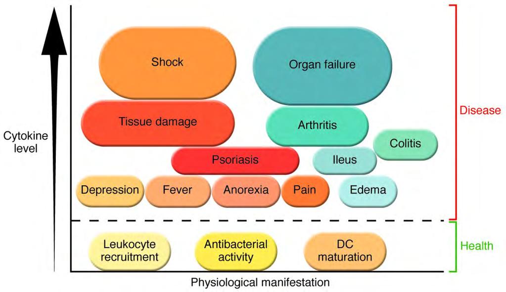 Citokinek fiziológiás és patológiás funkciói sokk szervelégtelenség citokin szövetkárosodás arthritis colitis betegség szint psoriasis
