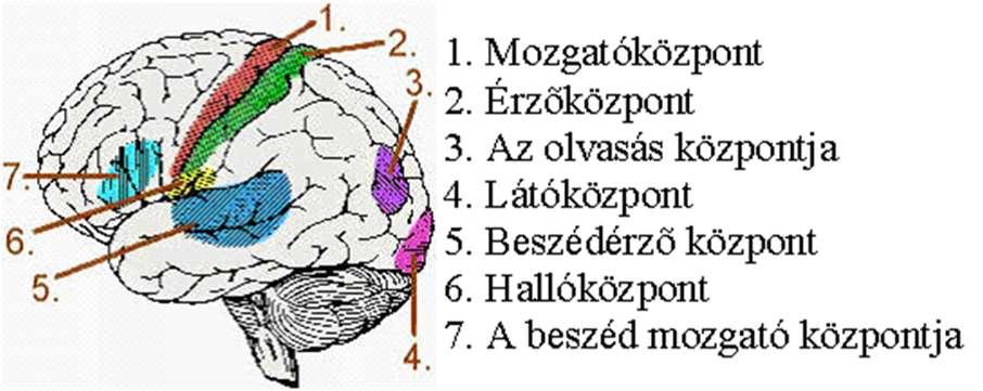 Brodmann, 1909-ben a kéreg 52 mezőjét különítette el a mikroszkópos sajátosságok (rétegek fejlettsége, aránya, sejttípusok, -méretek alapján) Az ún. Brodmann areák funkcionális egységeket jelentenek.