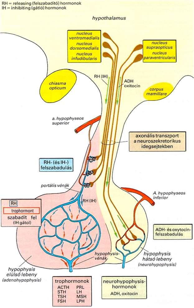 2. A hipotalamuszban helyezkednek el azok a neuronok nagysejtes magok -, amelyek termelik az ADH-t és az oxitocint, ezeknek az idegsejteknek az axonjai egészen a hipofízis hátulsó lebenyéig húzódnak
