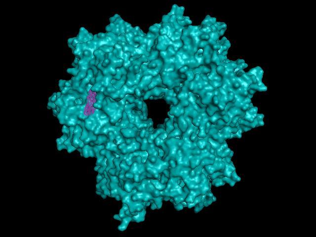Hatóanyagok Új hatóanyagjelöltek (in silico módszerrel) a baktérium túléléséhez elengedhetetlen enzim(ek)et várhatóan gátló molekulák Célbajuttatás: specifikus kötődés polaritás változtatás