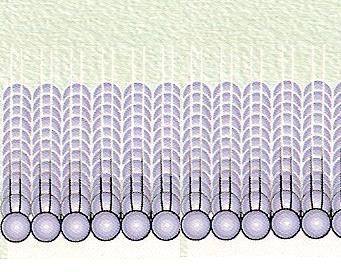 beépülés valószínűsége A sejtmembrán lipid kettősrétegének