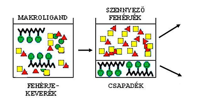 178 Fermentációs feldolgozási műveletek Alkalmazások A módszer minden bizonnyal a homobifunkciós ligandumok magas ára miatt eddig csak laboratóriumi méretekben terjedt el, a néhány grammos