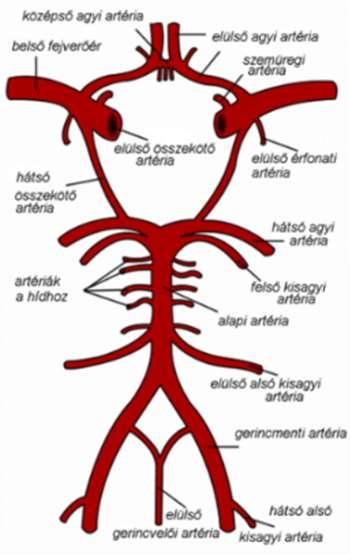 A vér-agy gátat az agyi ereket bélelő speciális laphámsejtek és gliasejtek (pl. asztrociták) hozzák létre.