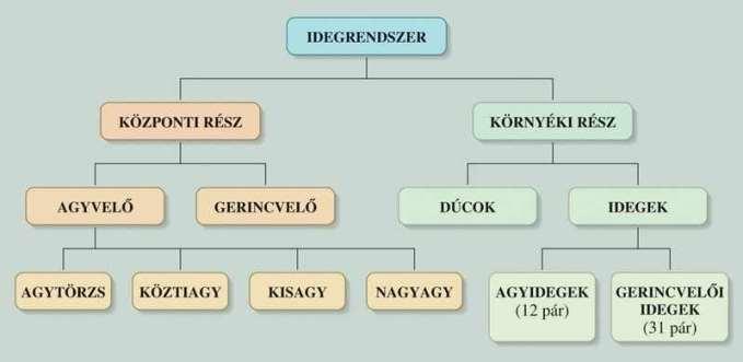 Idegrostok lehetnek: A. a központi idegrendszerben, akkor pályákat képeznek. a) Periféria felől a kp. felé felszálló vagy érzőpálya (afferens pályák).