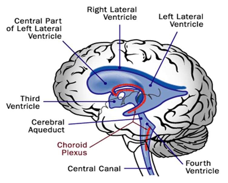 Az agyi szövetközti folyadék összetétele azonos az agy-gerincvelői folyadék összetételével.