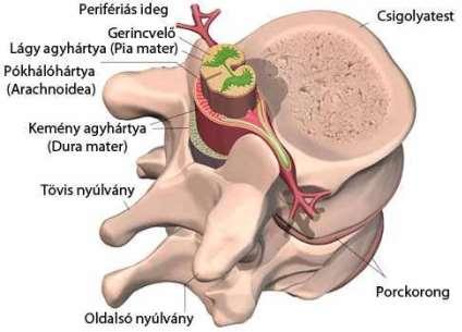 Ettől lefelé a gerinccsatornát a gerincvelőből kilépő idegrostok kötege tölti ki (lófarok). A felső, ill.