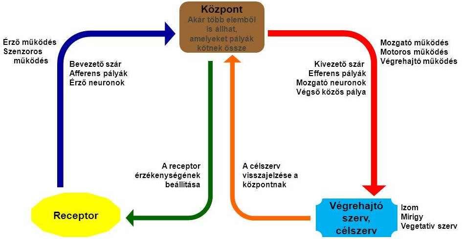 A receptor helye szerint: Izomeredetű. Bőreredetű. Vegetatív a végrehajtó egység zsigerekben található simaizom, ill. mirigyszövet.