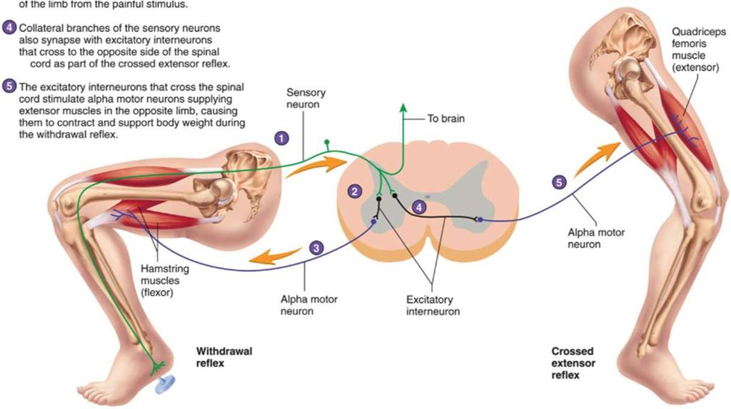 Bőreredetű reflex, keresztezett hajlító (flexor) reflex A reflex feladata a végtagok elhajlítása a fájdalmas ingerektől, a veszélyforrástól. Védekező reflex. A reflexkör lefutása.