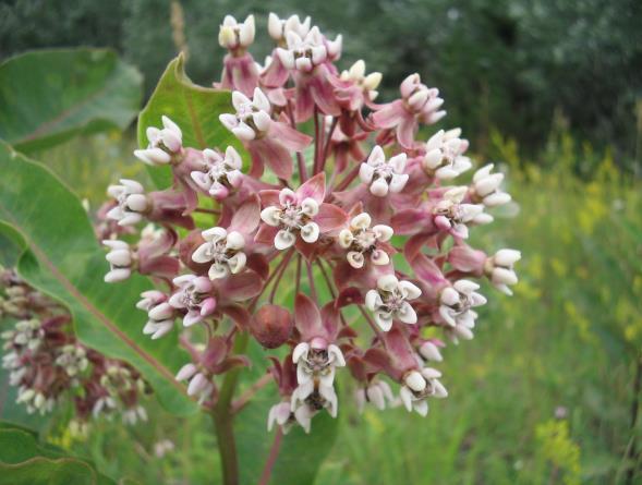 4. sz. kép: Selyemkóró (Asclepias syriaca) (http://www.orszagalbum.hu/kep.php?