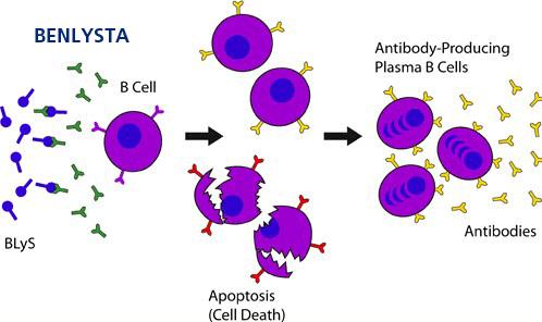 Belimumab (anti-blys),